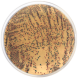 E.COLI ENTEROBACTERIA CHROMOGENIC AGAR 500 grams/bottle