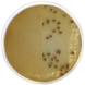 Chromogenic Agar Burkholderia Cepacia 500 grams/bottle