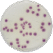 STANDARD METHODS CHROMOGENIC AGAR (PCA) 500 grams/bottle
