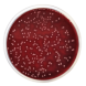 COLUMBIA AGAR BASE (Eur. Pharma.) 500 grams/bottle